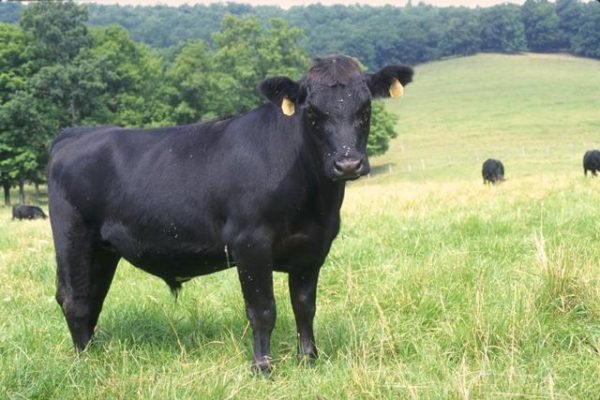 Bò Black Angus 200+ được chăm sóc quy trình nghiêm ngặt cho giá trị dinh dưỡng và chất lượng thịt cao